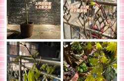 体育k平台-约旦体育队挑战重庆队，球员训练有素的简单介绍