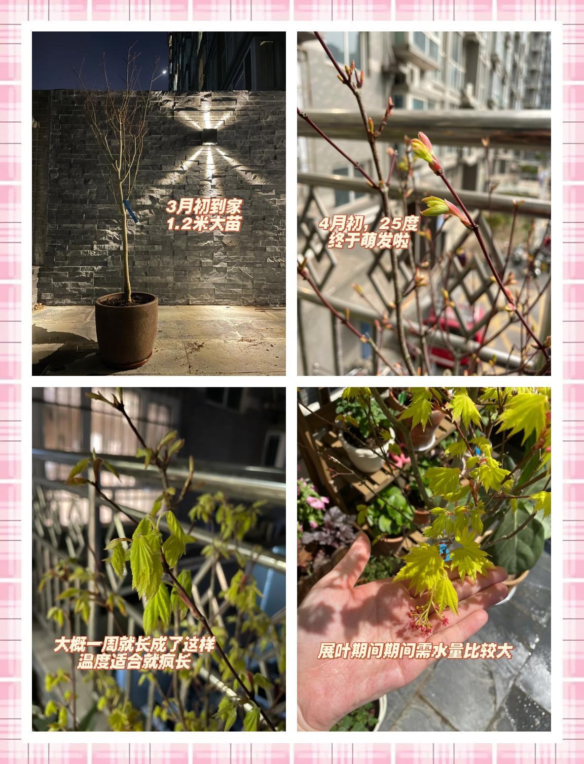 约旦体育队挑战重庆队，球员训练有素的简单介绍